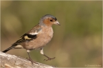 Buchfink_m4.JPG