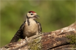 Buntspecht_jungvogel.JPG