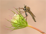Burschen-Raubfliege_m.JPG