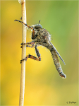 Burschen-Raubfliege_m021.JPG