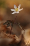 Buschwindroeschen_019.JPG