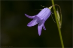 Campanula_rapuncoloides.JPG