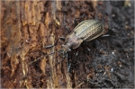 Carabus_granulatus1.JPG