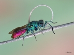 Chrysis_ignita.JPG