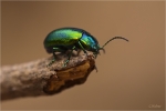Chrysolina_graminis.JPG