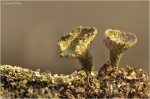 Cladonia_chlorphaea1.JPG