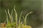 Cladonia_glauca_pc1.JPG