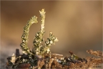 Cladonia_macrophylla.jpg