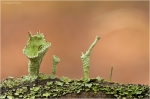 Cladonia_pleurota_2.jpg