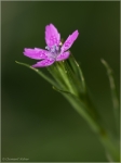 Dianthus_sp_1.JPG