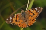 Distelfalter_019.JPG