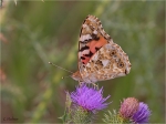 Distelfalter_019b.JPG