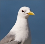 Dreizehenmoewe8.JPG