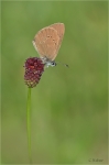 Dunkler_Wiesenknopf-Ameisenblaeuling_019a.JPG
