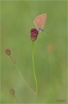 Dunkler_Wiesenknopf-Ameisenblaeuling_019b.JPG