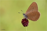 Dunkler_Wiesenknopf-Ameisenblaeuling_019f.JPG