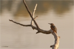 Eisvogel_018.JPG