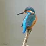 Eisvogel_m022a.JPG