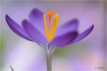 Elfen-Krokus_Bluetendetails.JPG