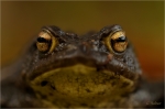 Erdkroete_m_020.JPG