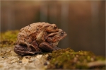 Erdkroeten_mw_019.JPG