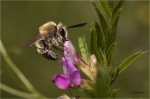Eucera_interrupta_m.jpg