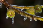 Feigen_nach_Eisregen.JPG