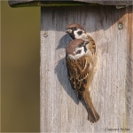 Feldsperlinge_am_Nistplatz_28129.jpg