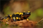 Feuersalamander_019.JPG