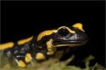 Feuersalamander_Portrait.JPG