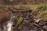 Feuersalamander_am_Bach.jpg