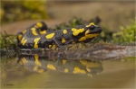 Feuersalamander_w6.jpg