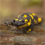 Feuersalamander_w_frontal.jpg