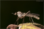 Fliege_Anisopodidae.JPG