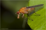 Fliege_Suillia_sp1.JPG
