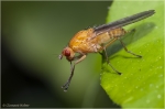 Fliege_Suillia_sp2.JPG