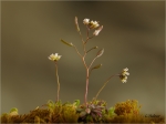 Fruehlings-Hungerbluemchen2.JPG