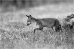 Fuchs_sw1.JPG