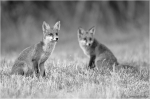 Fuchs_sw2.JPG