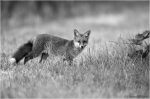 Fuchs_sw3.JPG