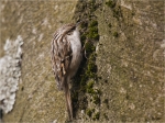 Gartenbaumlaeufer_an_Buche.JPG