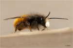 Gehoernte_Mauerbiene_m.JPG