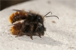 Gehoernte_Mauerbienen.jpg