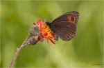 Gelbbindiger_Mohrenfalter_018.JPG