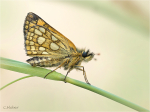 Gelbwuerfeliger_Dickkopf_022a.jpg