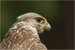 Gerfalke_1.jpg