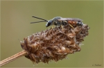 Gewoehnliche_Furchenbiene_m.JPG