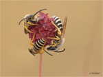 Gewoehnliche_Furchenbienen_022c.jpg