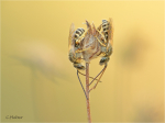 Gewoehnliche_Goldfurchenbienen_m.JPG