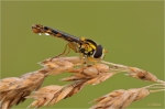 Gewoehnliche_Langbauchschwebfliege_m.JPG